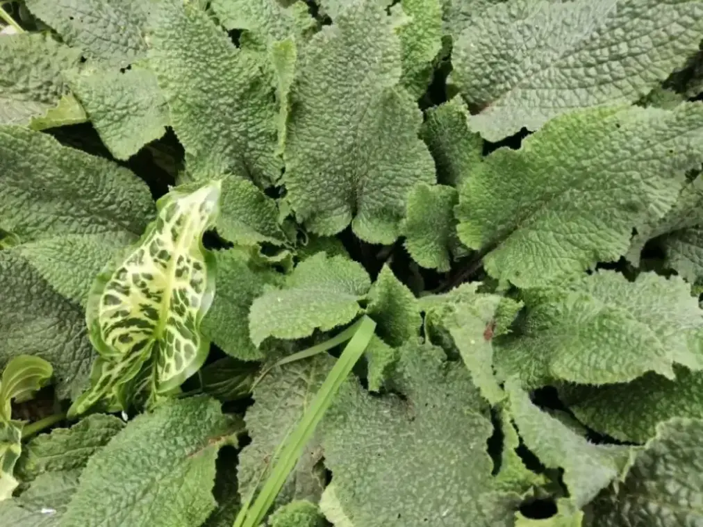 Vista zenital de las hojas de un joven ejemplar de borraja (Borago officinalis)