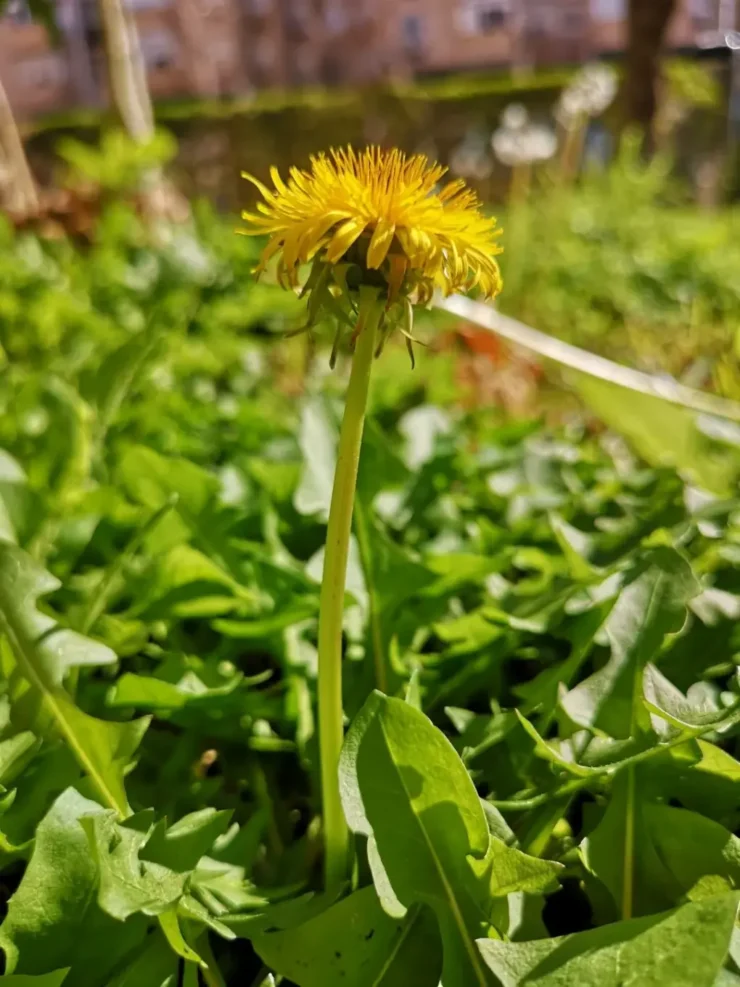 Brácteas de diente de león rodeando la base de la flor, dispuestas en dos filas, con las externas curvadas hacia abajo
