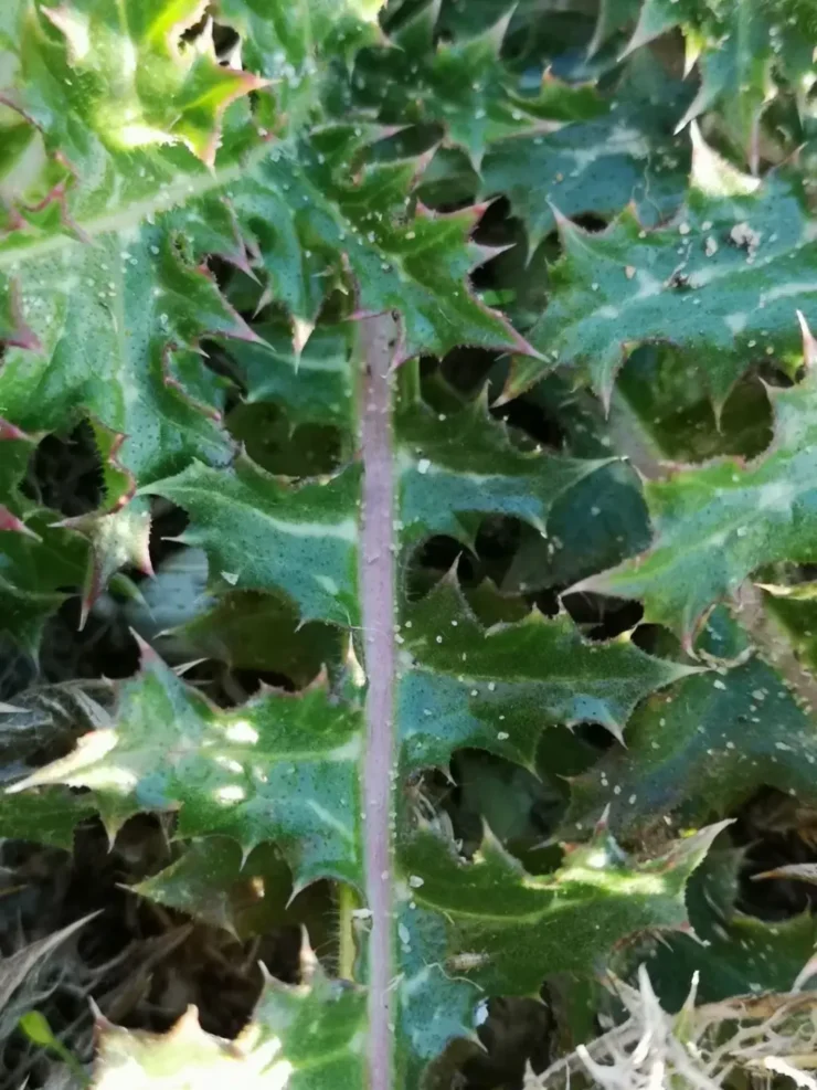 Detalles de hoja de Scolymus Hispanicus con su nervadura pronunciada y borde espinoso, adaptado a entornos silvestres.