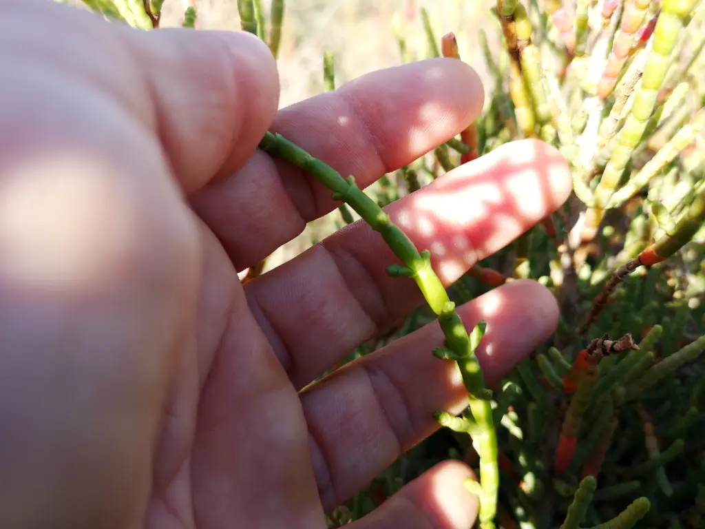 Detalle de una rama de Salicornia