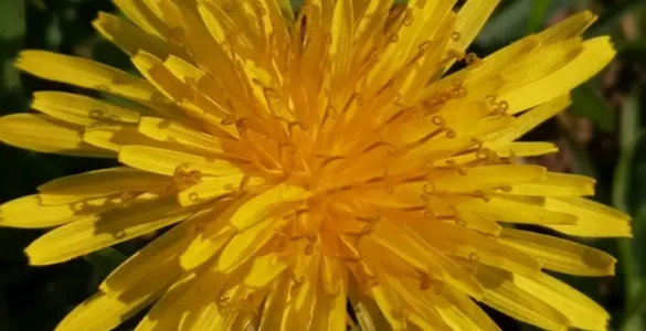 Primer plano de una flor de diente de león amarilla, mostrando sus pétalos finos y radiales con detalle nítido sobre fondo natural.