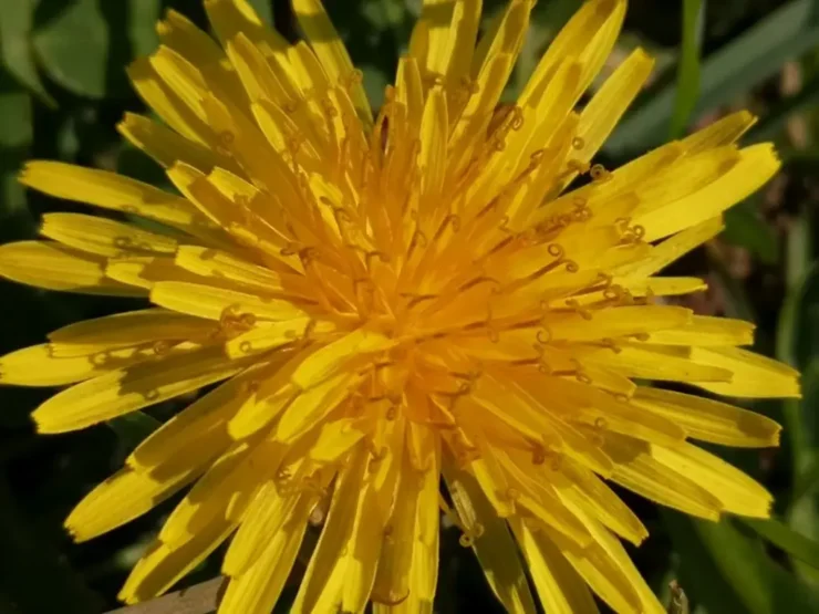 Primer plano de una flor de diente de león amarilla, mostrando sus pétalos finos y radiales con detalle nítido sobre fondo natural.