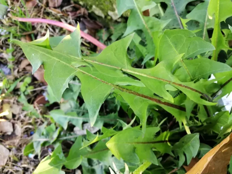 Hojas de diente de león con bordes dentados y forma alargada, de color verde intenso, destacando su textura y detalles naturales.