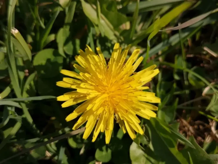 Detalle de la flor de diente de león (Taraxacum officinale) amarilla en plena floración