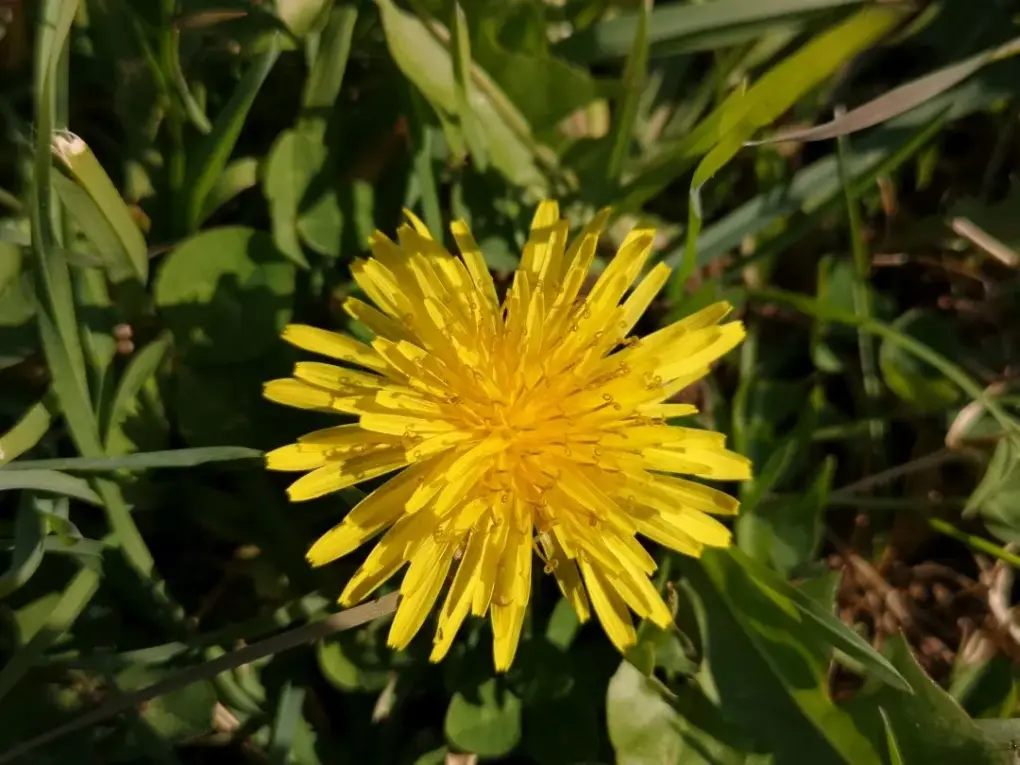 Detalle de la flor de diente de león (Taraxacum officinale) amarilla en plena floración