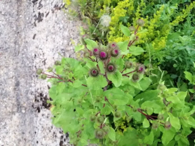 Arctium Minus floreciendo, mostrando sus flores violetas, típicas de esta planta silvestre de montaña