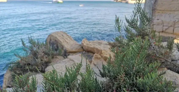 Ejemplar de salicornia en un acantilado de La Valeta, Malta, con el Puerto Grande y Fuerte Rinella al fondo