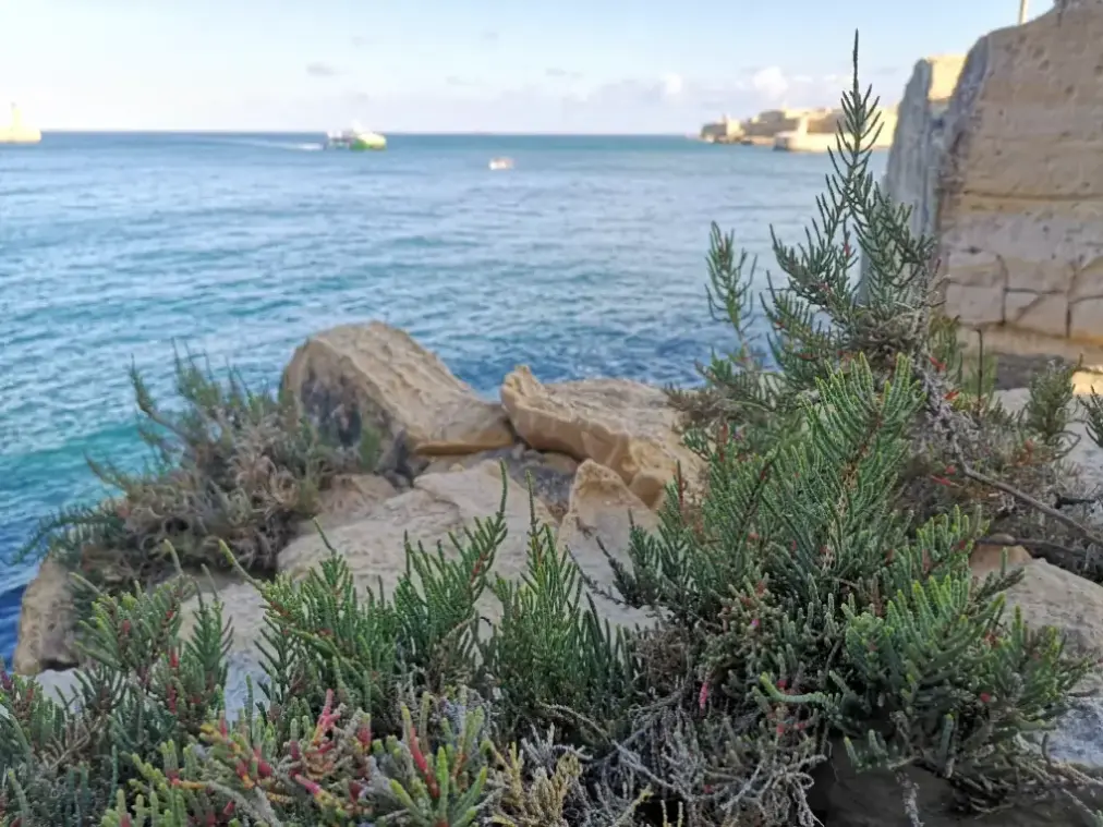 Colonia de salicornia en un acantilado de La Valeta, Malta, con el Puerto Grande y Fuerte Rinella al fondo
