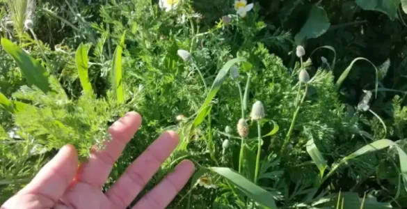Mano recogiendo varias plantas silvestres comestibles en su hábitat natural
