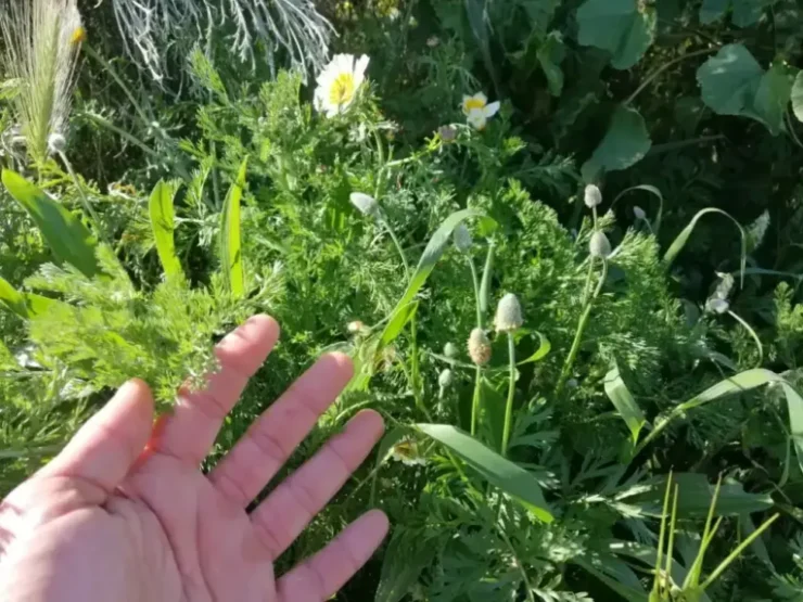 Mano recogiendo varias plantas silvestres comestibles en su hábitat natural
