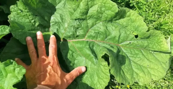 Bardana Menor con hoja basal comparada con la mano, resaltando su tamaño considerable y textura robusta
