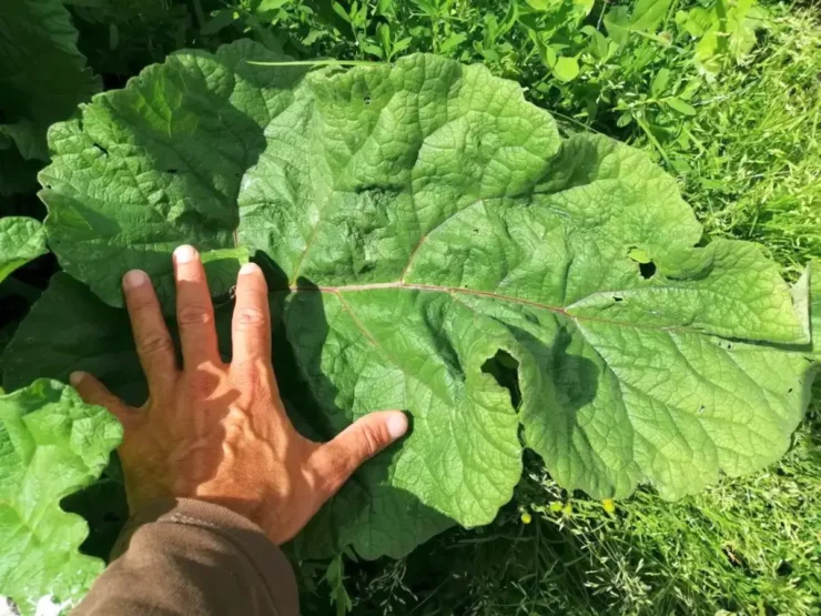 Bardana Menor con hoja basal comparada con la mano, resaltando su tamaño considerable y textura robusta