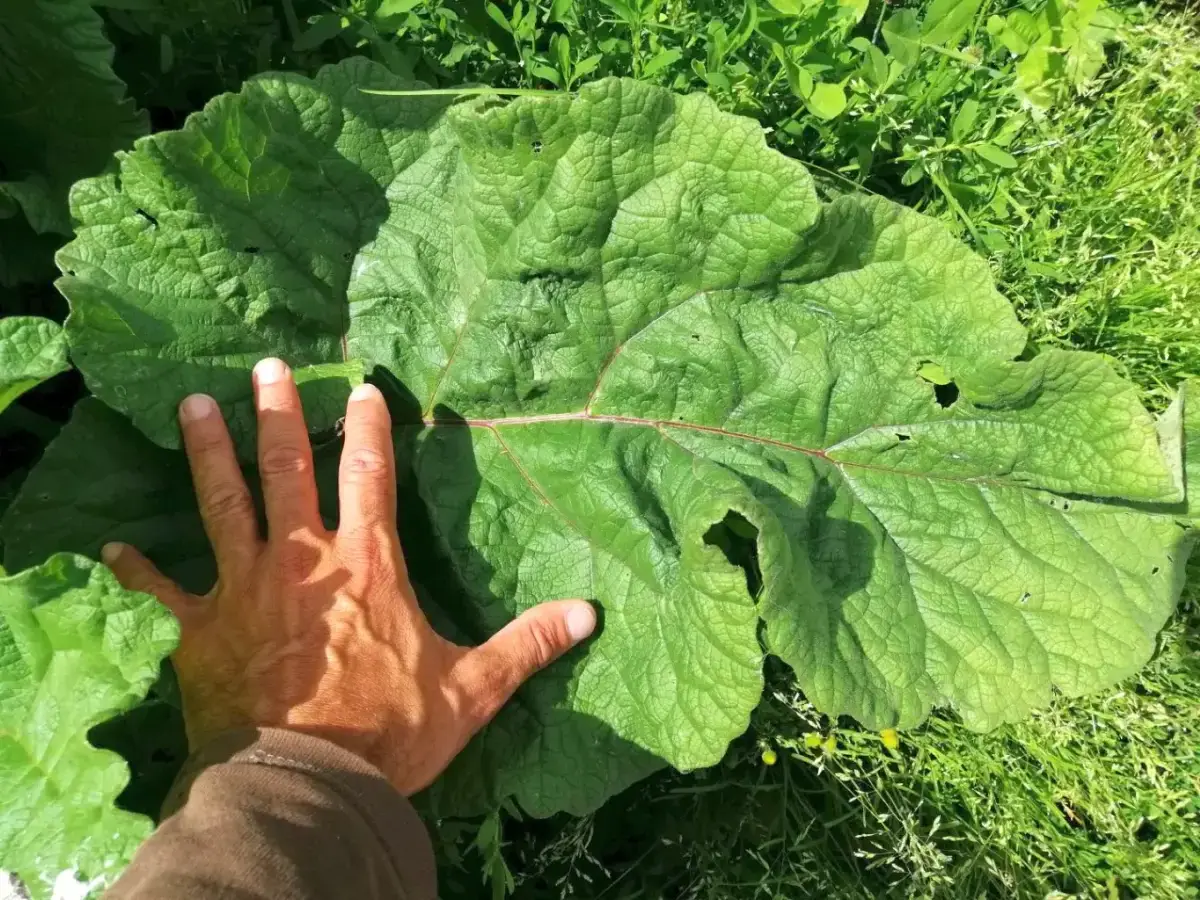 Bardana Menor con hoja basal comparada con la mano, resaltando su tamaño considerable y textura robusta