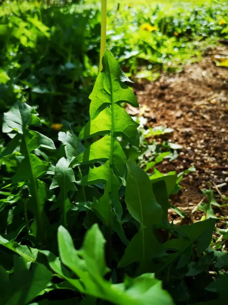Hoja de diente de león (Taraxacum officinale) con bordes dentados y textura característica