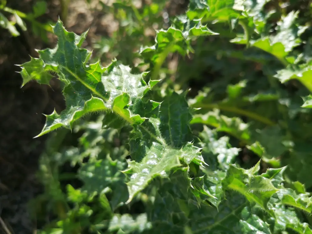 Hoja de Scolymus Hispanicus en primer plano, resaltando su color verde intenso y espinosas que la protegen en la naturaleza.