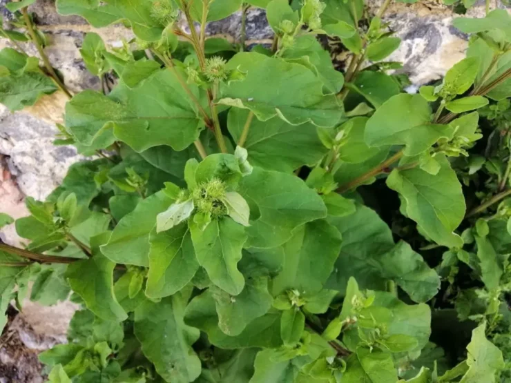 Bardana Menor con hojas caulinares, mostrando su crecimiento en la parte superior del tallo floral