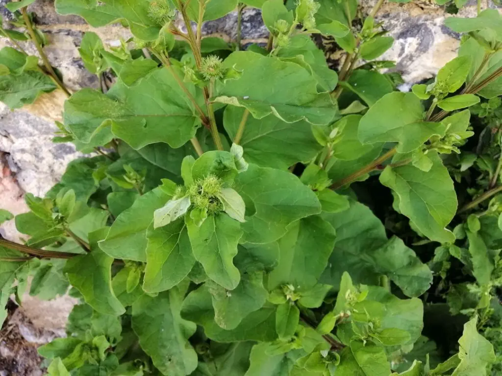 Bardana Menor con hojas caulinares, mostrando su crecimiento en la parte superior del tallo floral