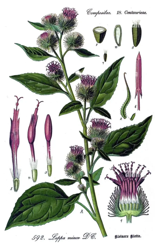 Bardana Menor ilustración detallada de sus partes, desde la raíz hasta las flores, mostrando su estructura.