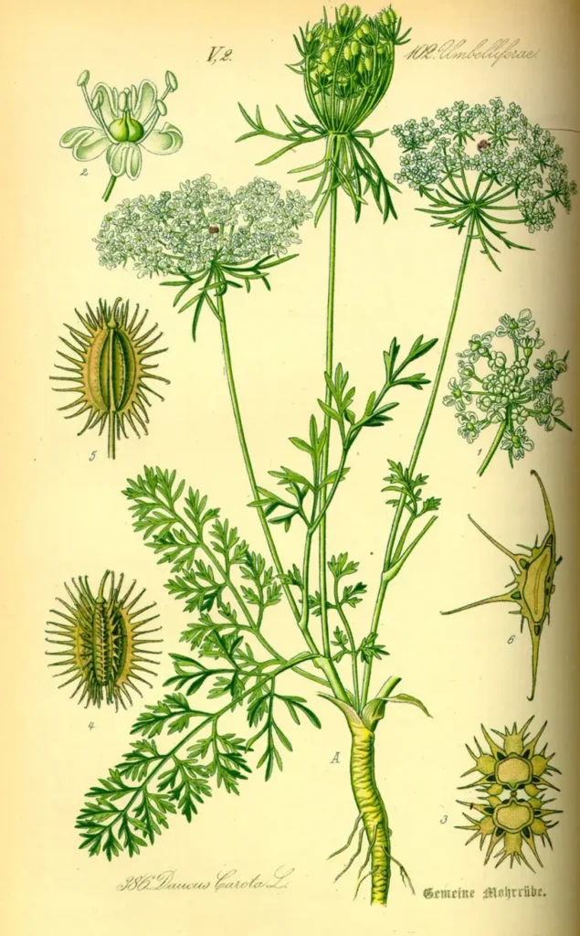 Ilustración detallada de todas las partes de la planta de zanahoria silvestre.