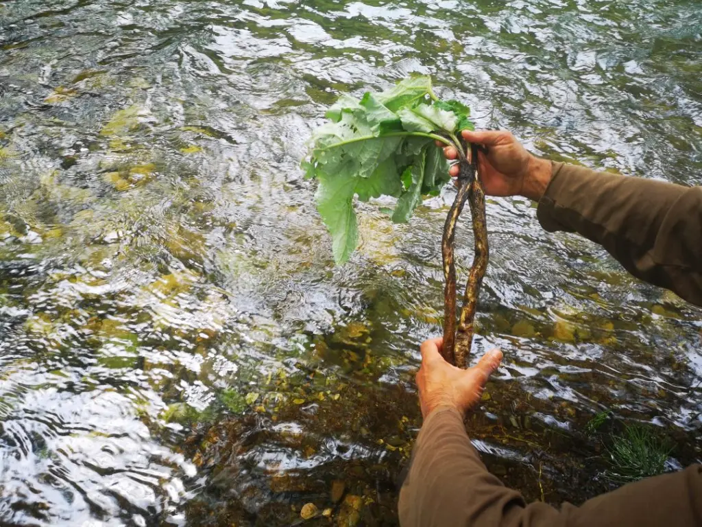 Arctium Minus siendo lavada en un río, mostrando su raíz fuerte, fibrosa, lista para ser utilizada