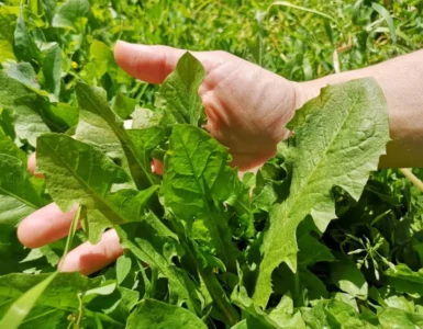 Mano tocando varias hojas de diente de león (Taraxacum officinale), destacando su forma dentada.