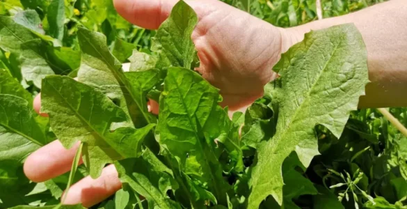 Mano tocando varias hojas de diente de león (Taraxacum officinale), destacando su forma dentada.