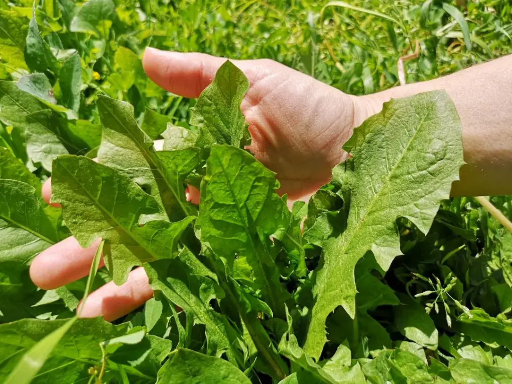 Mano tocando varias hojas de diente de león (Taraxacum officinale), destacando su forma dentada.