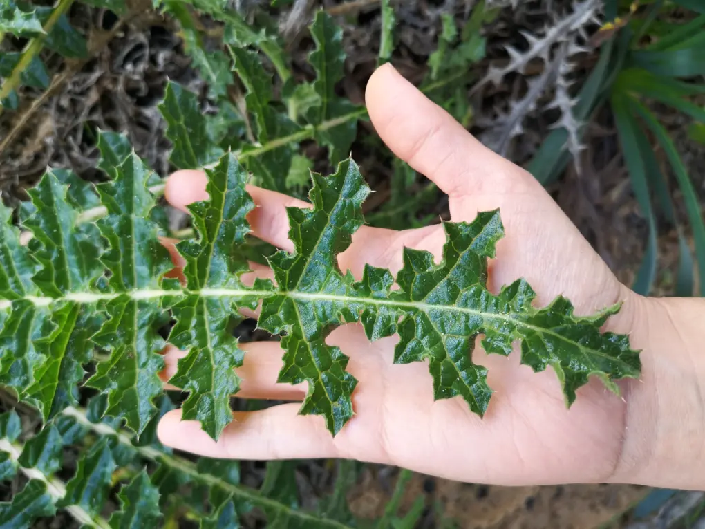 Mano sosteniendo una hoja de Scolymus Hispanicus, mostrando sus bordes irregulares y espinas típicas de esta especie silvestre