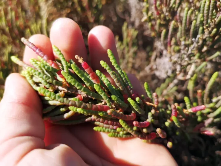 Mano sosteniendo un manojo de salicornia con tonos púrpura, típicos del otoño e invierno