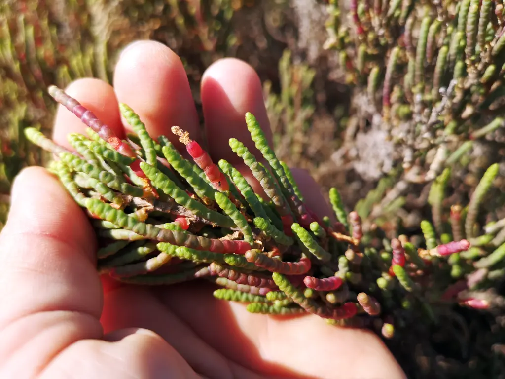 Mano sosteniendo un manojo de salicornia con tonos púrpura, típicos del otoño e invierno