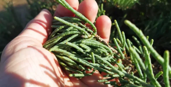 Mano sosteniendo un manojo de ramas de salicornia