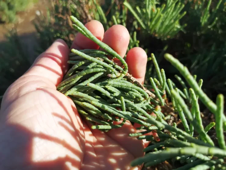 Mano sosteniendo un manojo de ramas de salicornia