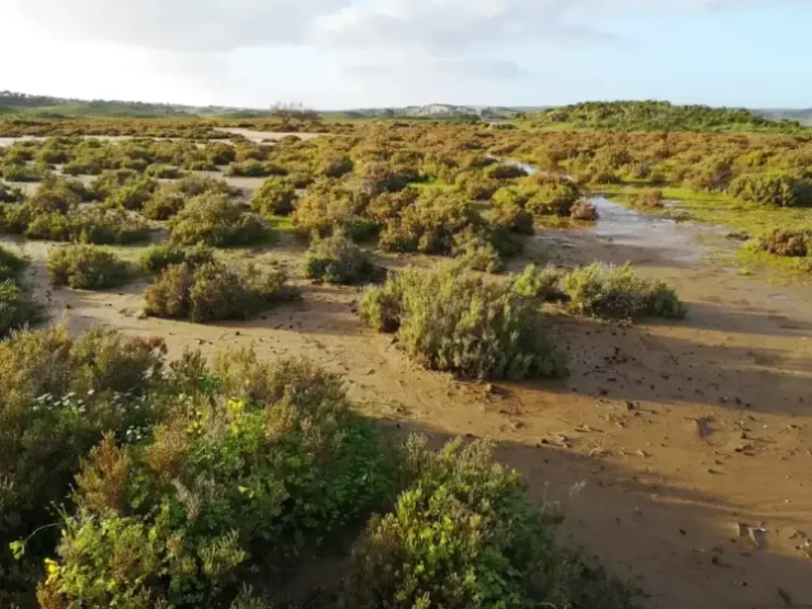 Colonia de salicornia en su hábitat típico: marismas saladas formadas por la marea del Atlántico en el río Guadiana