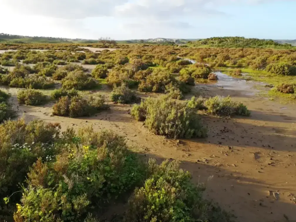Extensa colonia de salicornia en su hábitat típico: una marisma salada en la desembocadura del río Guadiana