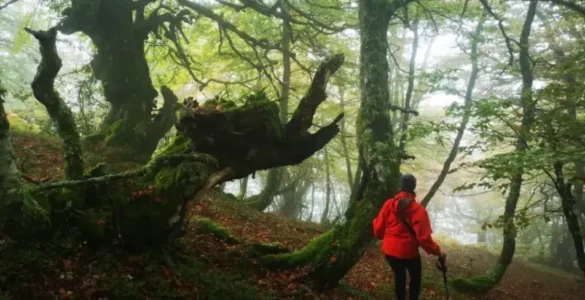 Excursionista orientándose en un hayedo sin brújula, empleando mapas mentales y referencias naturales