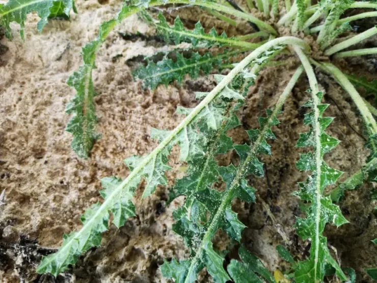 Hojas de Tagarnina con su estructura espinosa y nervaduras marcadas, una característica clave para reconocer la planta