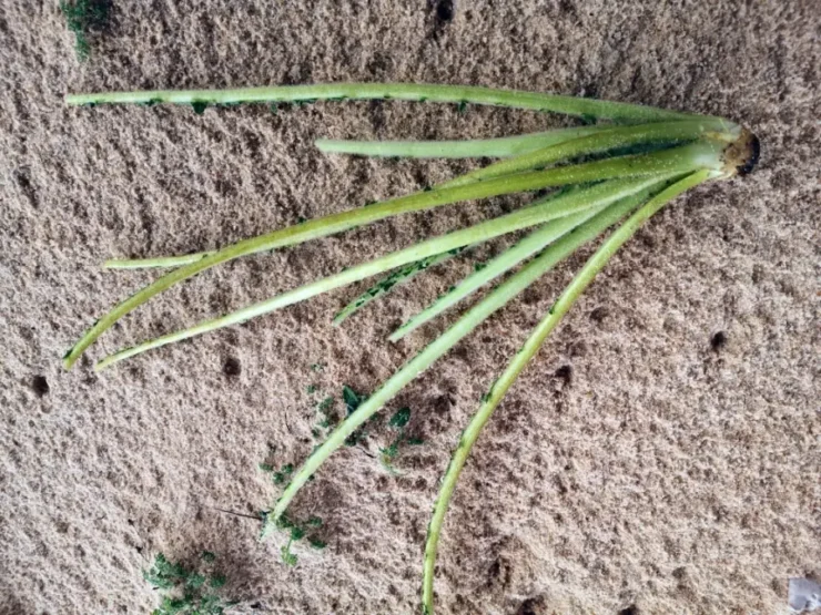 Pencas limpias de Scolymus Hispanicus, destacando su forma alargada y superficie lisa tras la eliminación de espinas