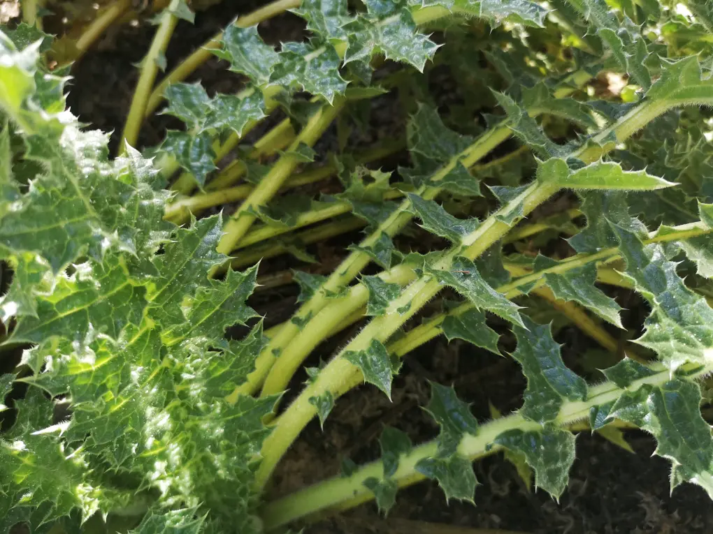 Pencas de Tagarnina con hojas verdes y espinosas, en su estado natural antes de ser preparadas para consumo o cocinado