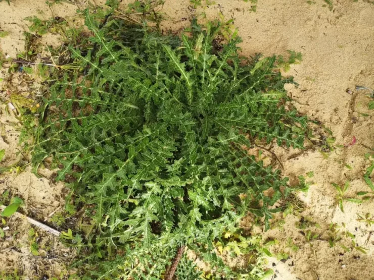 Primer plano de Scolymus Hispanicus en su hábitat, con hojas espinosas y porte grande característico de esta planta silvestre