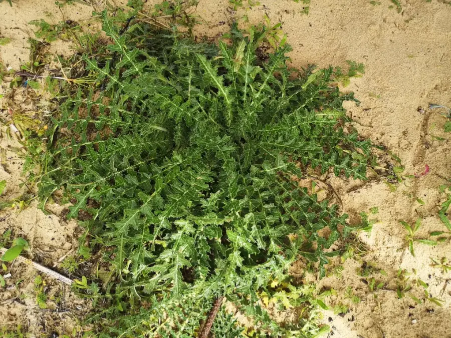 Primer plano de Scolymus Hispanicus en su hábitat, con hojas espinosas y porte grande característico de esta planta silvestre