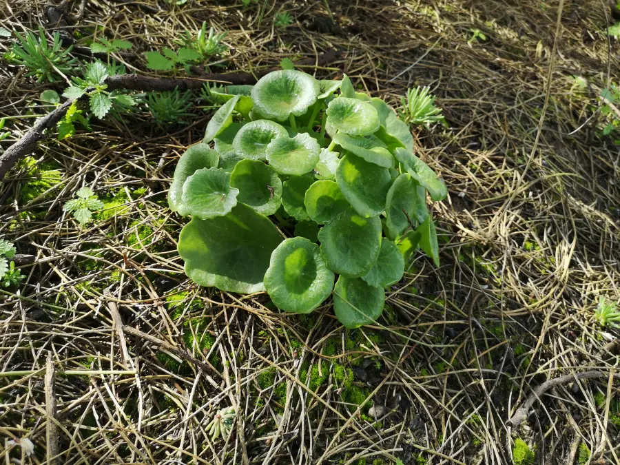 Planta de ombligo de Venus en un arenal, con numerosas hojas verdes y brillantes con su peculiar hendidura.