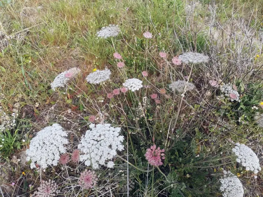 Conjunto de plantas de Daucus carota en plena floración, destacando las umbelas.