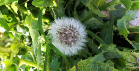 Detalle de pradera con diversas especies vegetales en distintas fases de crecimiento; en el centro, una flor de asterácea