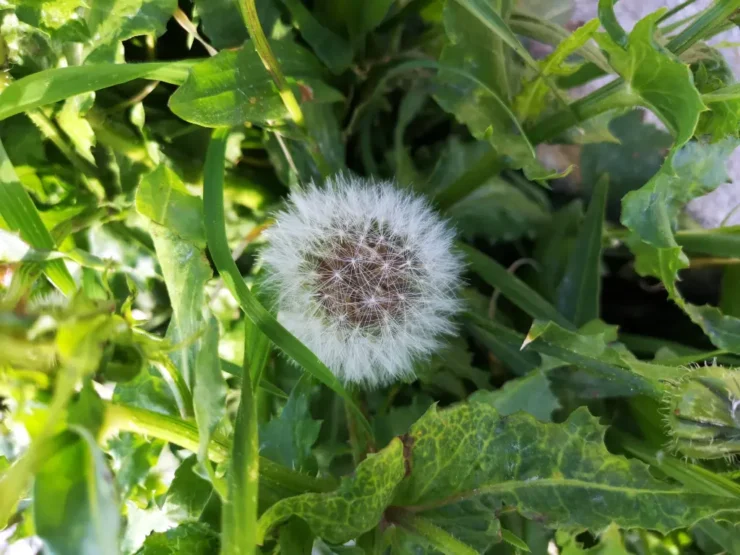 Detalle de pradera con diversas especies vegetales en distintas fases de crecimiento; en el centro, una flor de asterácea