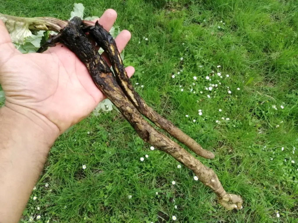 Raíz de Bardana Menor, gruesa y fibrosa, con color marrón oscuro y textura rugosa, extraída de la tierra.