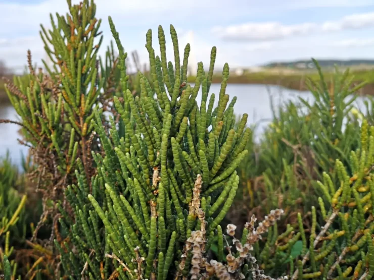Ramas de Salicornia