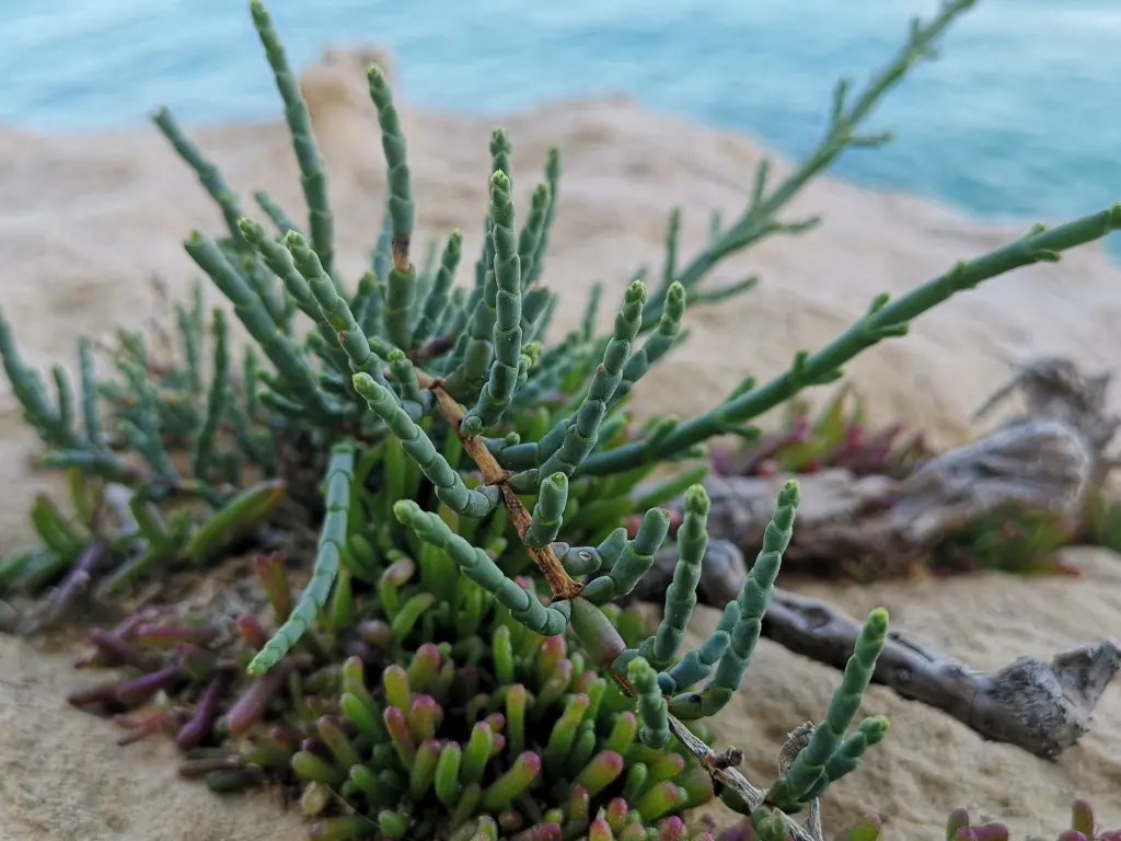 Detalle de ramas de salicornia que resalta los segmentos que las conforman