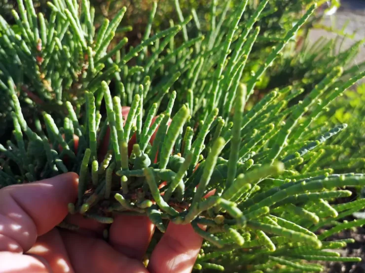 Manojo de ramas verdes de salicornia bajo el sol