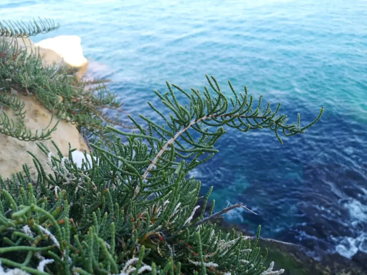 Joven ejemplar de Salicornia en un acantilado, Malta