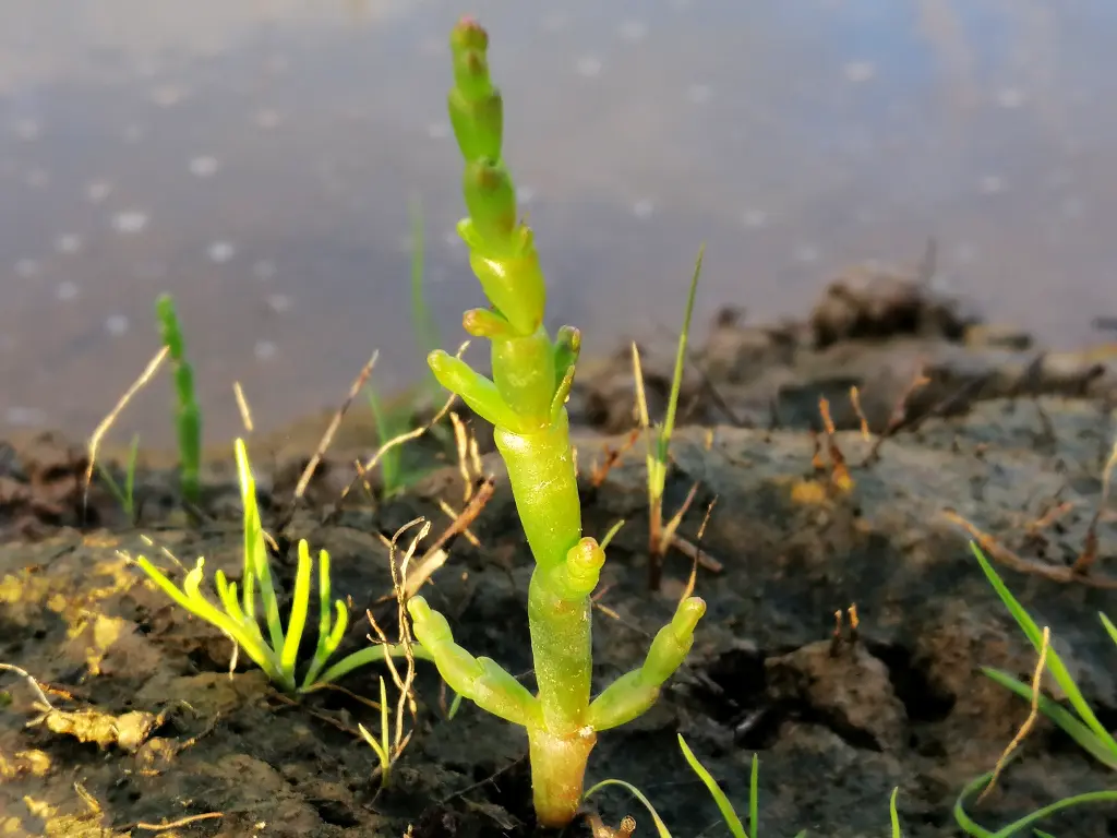 Joven ejemplar de Salicornia